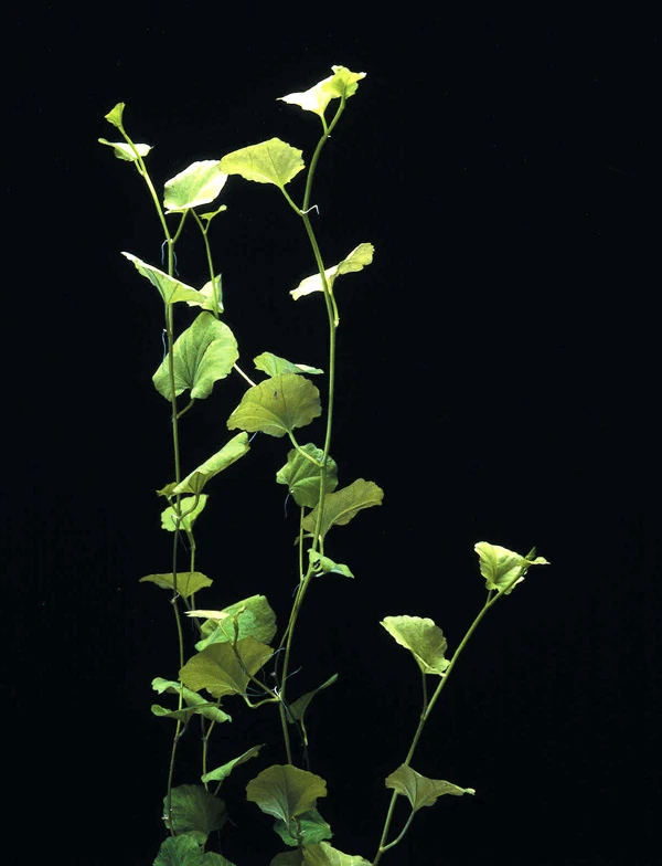 Japanisches Schaumkraut / Cardamine Lyrata Im Topf 3 Japanisches Schaumkraut / Cardamine Lyrata Im Topf