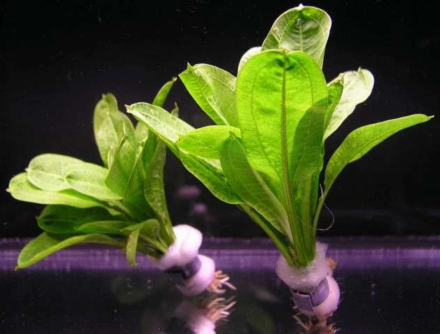 Samolus Schwertpflanze / Echinodorus Pariflorus TROPICA 3 Samolus Schwertpflanze / Echinodorus Pariflorus TROPICA