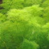 Riesenambulia Oder Wasser-Sumpffreund / Limnophila Aquatica - Gigantea -Pflanzen Serien Rabatt B055PP 1 1