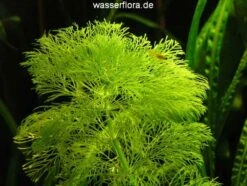 Riesenambulia Oder Wasser-Sumpffreund / Limnophila Aquatica - Gigantea -Pflanzen Serien Rabatt B055PP 1 2