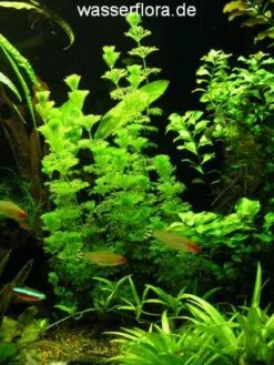 Kleine Ambulia - Blütenstielloser Sumpffreund / Limnophila Sessiliflora -Pflanzen Serien Rabatt B056PP 1 3