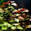 Rote Ludwigia / Ludwigia Repens Im Topf -Pflanzen Serien Rabatt B058PP 1