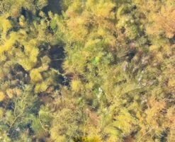 Hornkraut - Raues Hornblatt / Ceratophyllum Demersum