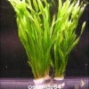 Große Wasserschraube / Vallisneria Americana - Asiatica Im Bund -Pflanzen Serien Rabatt B087PP 1 1