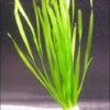Glattblättrige Wasserschraube / Vallisneria Spiralis Im Bund -Pflanzen Serien Rabatt B088PP 1 1
