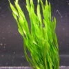 Vallisneria Americana Mini Twister / Vallisneria Twisted -Pflanzen Serien Rabatt B089PP 1 1