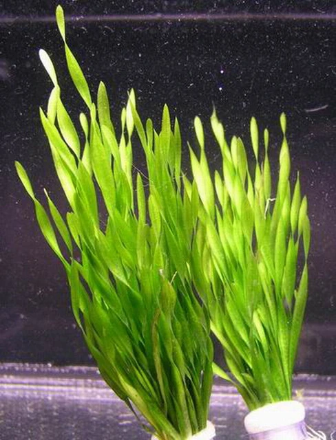Vallisneria Americana Mini Twister / Vallisneria Twisted 4 Vallisneria Americana Mini Twister / Vallisneria Twisted – Bild 2