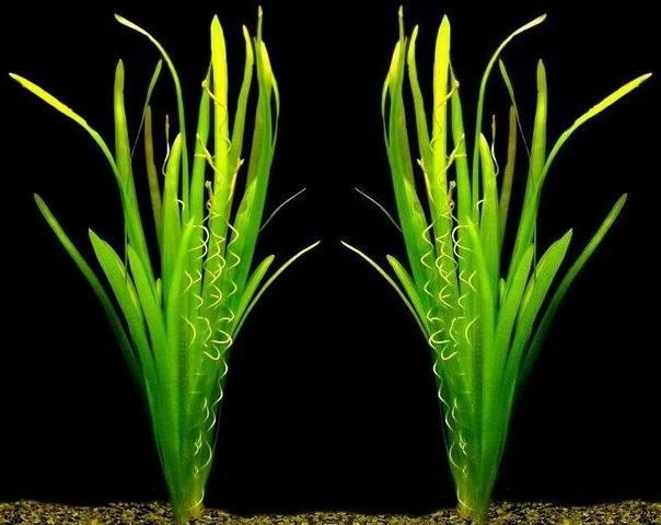 Riesenvallisneria / Vallisneria Gigantea Im Topf 3 Riesenvallisneria / Vallisneria Gigantea Im Topf