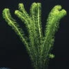 Kanadische Wasserpest / Elodea Canadensis -Pflanzen Serien Rabatt B10632ST 1 1