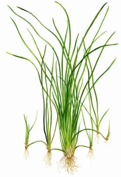 Schmalblättrige Vallisnerie / Vallisneria Nana -Pflanzen Serien Rabatt B107PP 1 2
