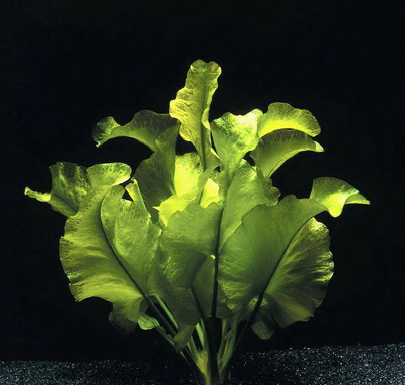 Japanische Teichrose - Seemummel / Grüne Nuphar Japonica Eine RARITÄT! 4 Japanische Teichrose - Seemummel / Grüne Nuphar Japonica Eine RARITÄT! – Bild 2