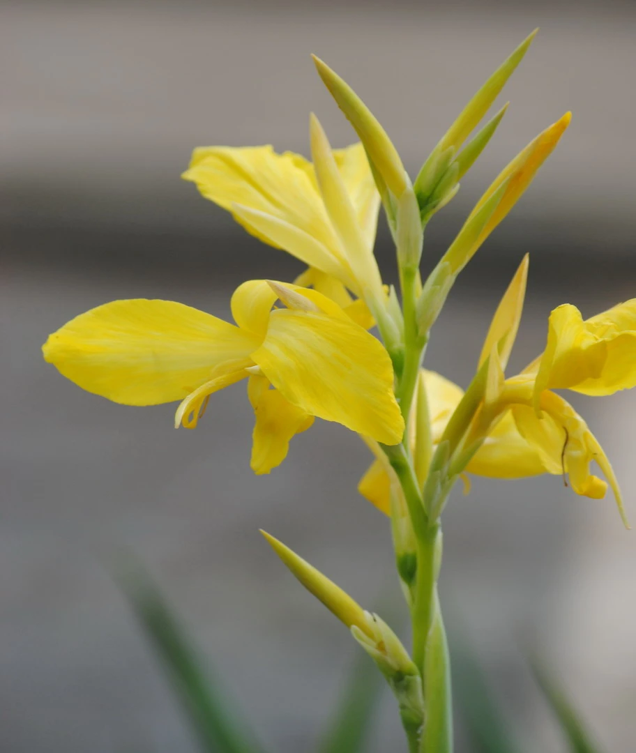 Gelb-oranges Indisches Blumenrohr / Canna Indica Tany Im 11x11 Cm Topf 3 Gelb-oranges Indisches Blumenrohr / Canna Indica Tany Im 11x11 Cm Topf
