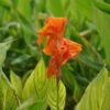 Bunt Gestreiftes Indisches Blumenrohr / Canna Indica Pretoria Im 11x11 Cm Topf