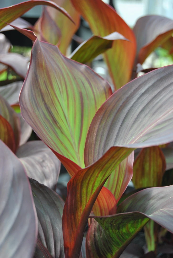 Rotes Indisches Blumenrohr / Canna Indica Endeavour Im 11x11 Cm Topf 3 Rotes Indisches Blumenrohr / Canna Indica Endeavour Im 11x11 Cm Topf