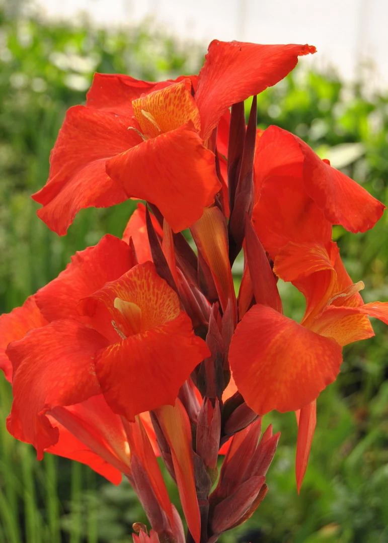 Rotes Indisches Blumenrohr / Canna Indica Endeavour Im 11x11 Cm Topf 4 Rotes Indisches Blumenrohr / Canna Indica Endeavour Im 11x11 Cm Topf – Bild 2