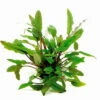 XL In-Vitro Becketts Wasserkelch / Cryptocoryne Beckettii - Becketii 2 XL In-Vitro Becketts Wasserkelch / Cryptocoryne Beckettii - Becketii -Pflanzen Serien Rabatt CC04PP 1 4