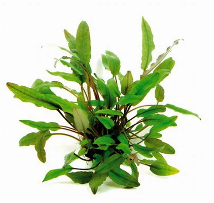 XL In-Vitro Becketts Wasserkelch / Cryptocoryne Beckettii - Becketii 3 XL In-Vitro Becketts Wasserkelch / Cryptocoryne Beckettii - Becketii