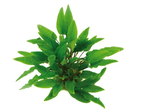 XL In-Vitro Grüner Wasserkelch / Cryptocoryne Wendtii Grün 3 XL In-Vitro Grüner Wasserkelch / Cryptocoryne Wendtii Grün