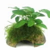 Zwergspeerblatt Mit Javamoos Auf Kokosnuss-Höhle / Coco Shell Mit Anubias Nana U. Moos -Pflanzen Serien Rabatt CS03DE 1 2