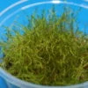 XL In-Vitro Kriechmoos Creeping Moos / Vesicularia Sp. 'Creeping ' Im XL-Cup -Pflanzen Serien Rabatt C DZ 1 1