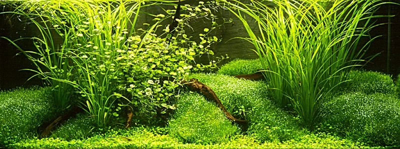 Teichlebermoos / Riccia Fluitans In Einer 125 Ml Moos Dose 3 Teichlebermoos / Riccia Fluitans In Einer 125 Ml Moos Dose