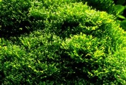 Teichlebermoos / Riccia Fluitans In Einer 125 Ml Moos Dose 7 Teichlebermoos / Riccia Fluitans In Einer 125 Ml Moos Dose -Pflanzen Serien Rabatt D001T 1 4