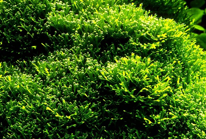 Teichlebermoos / Riccia Fluitans In Einer 125 Ml Moos Dose 4 Teichlebermoos / Riccia Fluitans In Einer 125 Ml Moos Dose – Bild 2