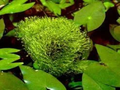 Teichlebermoos / Riccia Fluitans In Einer 125 Ml Moos Dose 8 Teichlebermoos / Riccia Fluitans In Einer 125 Ml Moos Dose -Pflanzen Serien Rabatt D001T 1 5