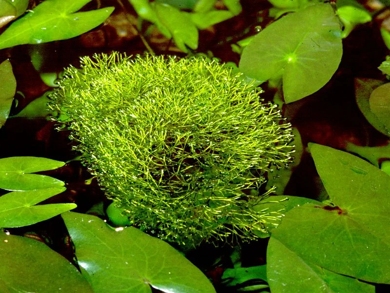 Teichlebermoos / Riccia Fluitans In Einer 125 Ml Moos Dose 5 Teichlebermoos / Riccia Fluitans In Einer 125 Ml Moos Dose – Bild 3