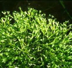 Teichlebermoos / Riccia Fluitans In Einer 125 Ml Moos Dose 9 Teichlebermoos / Riccia Fluitans In Einer 125 Ml Moos Dose -Pflanzen Serien Rabatt D001T 1 6