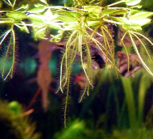 Kleiner Büschelfarn - Kleiner Schwimmfarn / Salvinia Minima 4 Kleiner Büschelfarn - Kleiner Schwimmfarn / Salvinia Minima – Bild 2