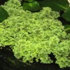 Großer Moos-Farn, Feenmoos / Azolla Caroliniana (filiculoides) -Pflanzen Serien Rabatt D013 T 1 2