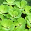 Muschelblume - Wassersalat - Grüne Wasserrose / Pistia Stratiotes -Pflanzen Serien Rabatt D20171ST 1 1