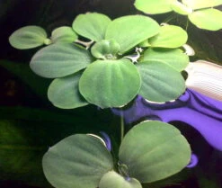 Muschelblume - Wassersalat - Grüne Wasserrose / Pistia Stratiotes -Pflanzen Serien Rabatt D20171ST 1 2