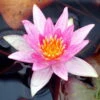 Seerose ORANGE / Nymphaea Orange Im Kokosfasertopf, Direkt Einsetzbar 2 Seerose ORANGE / Nymphaea Orange Im Kokosfasertopf, Direkt Einsetzbar -Pflanzen Serien Rabatt D27000O ST 1 2