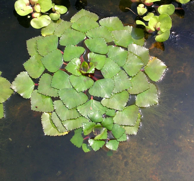 Nuss Der Einheimischen Wassernuss - Wasserkastanie / Trapa Natans *RAR* 3 Nuss Der Einheimischen Wassernuss - Wasserkastanie / Trapa Natans *RAR*