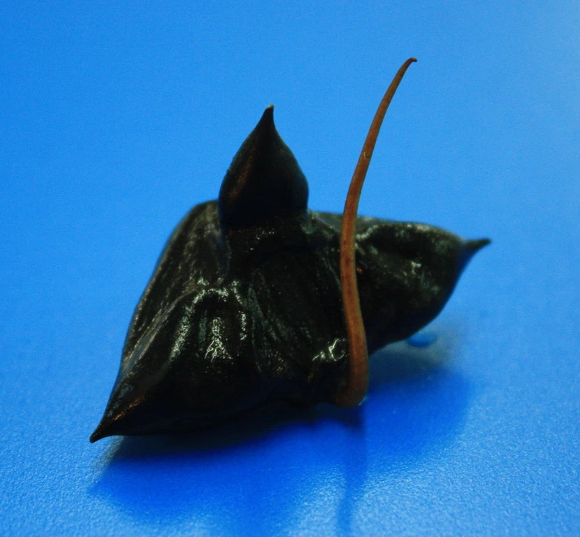 Nuss Der Einheimischen Wassernuss - Wasserkastanie / Trapa Natans *RAR* 4 Nuss Der Einheimischen Wassernuss - Wasserkastanie / Trapa Natans *RAR* – Bild 2