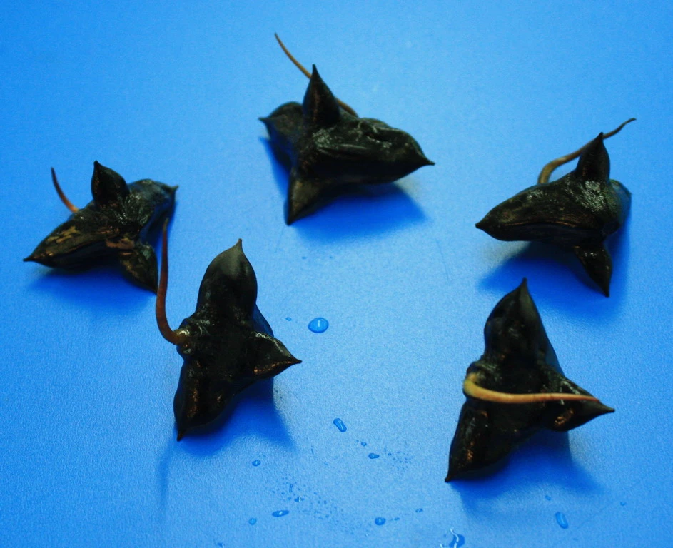 Nuss Der Einheimischen Wassernuss - Wasserkastanie / Trapa Natans *RAR* 5 Nuss Der Einheimischen Wassernuss - Wasserkastanie / Trapa Natans *RAR* – Bild 3