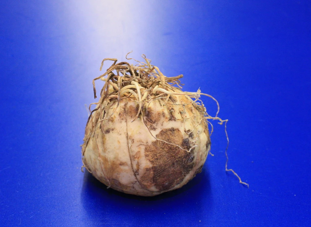 Set Orange Kaiserkrone / Fritillaria Imperialis "Aurora" 3 Set Orange Kaiserkrone / Fritillaria Imperialis "Aurora"