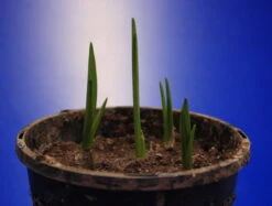 Set Schachbrettblume, Schachblume, Kaiserkrone / Fritillaria Meleagris 5 Set Schachbrettblume, Schachblume, Kaiserkrone / Fritillaria Meleagris -Pflanzen Serien Rabatt GK9430wf 1 3