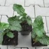 Italienischer Aronstab / Arum Italicum Im 9 Cm Topf