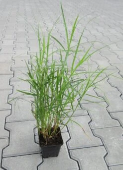 Palmwedel-Segge / Carex Muskingumensis Im 9x9 Cm Topf -Pflanzen Serien Rabatt GT10135M 1 2