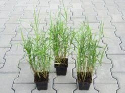 Palmwedel-Segge / Carex Muskingumensis Im 9x9 Cm Topf -Pflanzen Serien Rabatt GT10135M 1 3