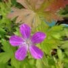 Sumpf Storchschnabel / Geranium Palustre Im 9 Cm Topf