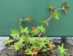 Sumpf Storchschnabel / Geranium Palustre Im 9 Cm Topf 5 Sumpf Storchschnabel / Geranium Palustre Im 9 Cm Topf -Pflanzen Serien Rabatt GT10255Mo 1 2