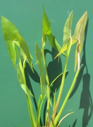 Breitblättriges Pfeilkraut / Sagittaria Latifolia Im 9x9 Cm Topf 3 Breitblättriges Pfeilkraut / Sagittaria Latifolia Im 9x9 Cm Topf
