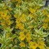 Gilbweiderich Alexander / Lysimachia Punctata Alexander Im 9x9 Cm Topf -Pflanzen Serien Rabatt GT10520Mo 1 1