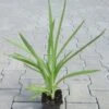 Gartenorchidee / Spiranthes Cernua Odorata 'Chadd's Ford' Im 9 Cm Topf -Pflanzen Serien Rabatt GT10825M 1 1
