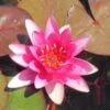 Rote Seerose / Nymphaea 'Froebeli' Im 11x11 Cm Topf -Pflanzen Serien Rabatt GT11005Wo 1
