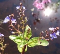 Bachbunge, Bach-Ehrenpreis / Veronica Beccabunga Im 9x9 Cm Topf
